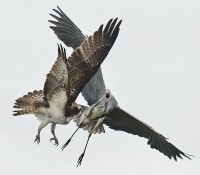 <i class='fa fa-user'></i>&nbsp;Wilfried Solarz&nbsp;|   Visarend&nbsp; <i class='fa fa-eye'>&nbsp;768</i> &nbsp;<i class='fa fa-thumbs-up'>&nbsp;12</i> &nbsp; <i class='fa fa-comment-o'>&nbsp;22</i>