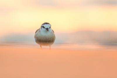 bedoeling was de de reflectie van de ondergaande zon op de golven achter de plevier als achtergrond te bekomen. het was al vrij donker op het strand van cape cross waardoor de trage sluitertijd zorgde dat het opwaaiende zand wazig werd