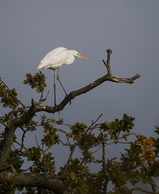 Deze reiger heeft zijn vastee stek in deze boom. Andere vogels worden verjaagd. Zelfs de visarend .