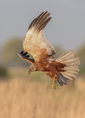 <i class='fa fa-user'></i>&nbsp;Jaap Bakker&nbsp;|   Bruine Kiekendief&nbsp; <i class='fa fa-eye'>&nbsp;491</i> &nbsp;<i class='fa fa-thumbs-up'>&nbsp;2</i> &nbsp; <i class='fa fa-comment-o'>&nbsp;9</i>