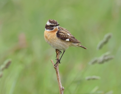 <i class='fa fa-user'></i>&nbsp;henkdikkers&nbsp;|   Paapje&nbsp; <i class='fa fa-eye'>&nbsp;439</i> &nbsp;<i class='fa fa-thumbs-up'>&nbsp;3</i> &nbsp; <i class='fa fa-comment-o'>&nbsp;8</i>