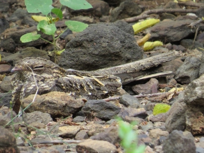 <i class='fa fa-user'></i>&nbsp;Elja&nbsp;|   Reichenows Nachtzwaluw&nbsp; <i class='fa fa-eye'>&nbsp;383</i> &nbsp; <i class='fa fa-comment-o'>&nbsp;2</i>