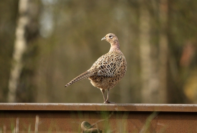 Deze foto gemaakt vanuit de auto. Het mannetje was al iets eerder het spoor overgestoken. Deze dame keek nog even om voor de foto. Ik had wel geluk dat de weg een stukje lager lag dan het spoor.