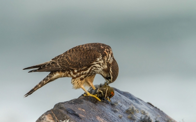 <i class='fa fa-user'></i>&nbsp;Piet de Poorter&nbsp;|   Smelleken&nbsp; <i class='fa fa-eye'>&nbsp;803</i> &nbsp;<i class='fa fa-thumbs-up'>&nbsp;29</i> &nbsp; <i class='fa fa-comment-o'>&nbsp;29</i>