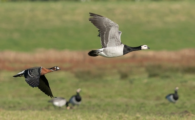 <i class='fa fa-user'></i>&nbsp;pabos&nbsp;|   Roodhalsgans&nbsp; <i class='fa fa-eye'>&nbsp;374</i> &nbsp; <i class='fa fa-comment-o'>&nbsp;3</i>