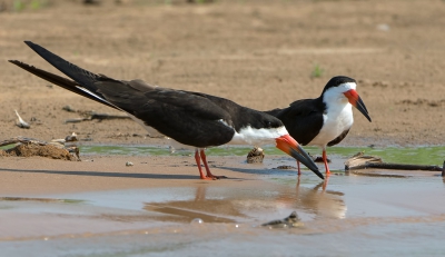 <i class='fa fa-user'></i>&nbsp;martin lok&nbsp;|   Amerikaanse Schaarbek&nbsp; <i class='fa fa-eye'>&nbsp;280</i> &nbsp;<i class='fa fa-thumbs-up'>&nbsp;2</i> &nbsp; <i class='fa fa-comment-o'>&nbsp;4</i>