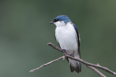 <i class='fa fa-user'></i>&nbsp;martin lok&nbsp;|   Witbuikzwaluw&nbsp; <i class='fa fa-eye'>&nbsp;271</i> &nbsp; <i class='fa fa-comment-o'>&nbsp;4</i>