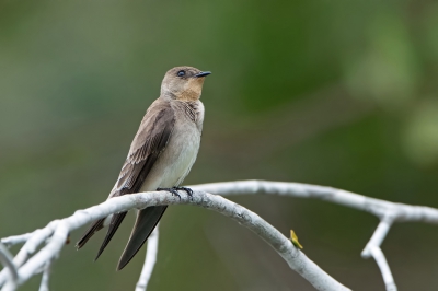 <i class='fa fa-user'></i>&nbsp;martin lok&nbsp;|   Zuid-Amerikaanse Ruwvleugelzwaluw&nbsp; <i class='fa fa-eye'>&nbsp;223</i> &nbsp; <i class='fa fa-comment-o'>&nbsp;1</i>