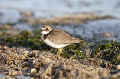 Deze kleine strandloper kwam ik tegen terwijl ik landschappen aan het fotograferen was. Ik twijfelde nog om de 200 mm thuis te laten... gelukkig zat ie nog in mijn tas. Hoewel ik met de 17-40 ook nog een shot heb kunnen maken