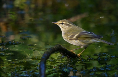 <i class='fa fa-user'></i>&nbsp;Marco Simonis&nbsp;|   Bladkoning&nbsp; <i class='fa fa-eye'>&nbsp;542</i> &nbsp;<i class='fa fa-thumbs-up'>&nbsp;7</i> &nbsp; <i class='fa fa-comment-o'>&nbsp;15</i>