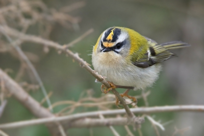 <i class='fa fa-user'></i>&nbsp;thijsglastra&nbsp;|   Vuurgoudhaan&nbsp; <i class='fa fa-eye'>&nbsp;522</i> &nbsp;<i class='fa fa-thumbs-up'>&nbsp;4</i> &nbsp; <i class='fa fa-comment-o'>&nbsp;16</i>