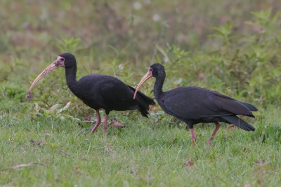 <i class='fa fa-user'></i>&nbsp;martin lok&nbsp;|   Maskeribis&nbsp; <i class='fa fa-eye'>&nbsp;290</i> &nbsp; <i class='fa fa-comment-o'>&nbsp;0</i>