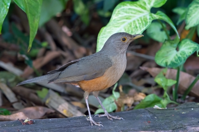 <i class='fa fa-user'></i>&nbsp;martin lok&nbsp;|   Roodbuiklijster&nbsp; <i class='fa fa-eye'>&nbsp;335</i> &nbsp; <i class='fa fa-comment-o'>&nbsp;3</i>