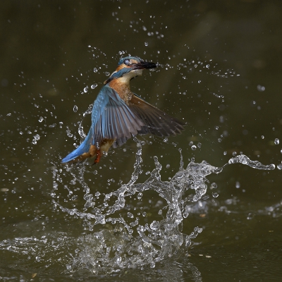 <i class='fa fa-user'></i>&nbsp;Henk Laverman&nbsp;|   IJsvogel&nbsp; <i class='fa fa-eye'>&nbsp;656</i> &nbsp;<i class='fa fa-thumbs-up'>&nbsp;7</i> &nbsp; <i class='fa fa-comment-o'>&nbsp;15</i>