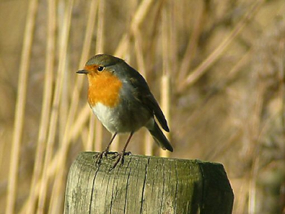 Dit prachtige vogeltje, het roodborstje, laat zich in wintertijd veel zien en horen. Het blijft genieten van zo'n 'gewone' verschijning.