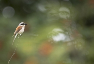 <i class='fa fa-user'></i>&nbsp;Bert Ooms&nbsp;|   Grauwe Klauwier&nbsp; <i class='fa fa-eye'>&nbsp;319</i> &nbsp;<i class='fa fa-thumbs-up'>&nbsp;3</i> &nbsp; <i class='fa fa-comment-o'>&nbsp;12</i>