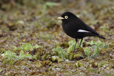 <i class='fa fa-user'></i>&nbsp;Martjan Lammertink&nbsp;|   Briltiran&nbsp; <i class='fa fa-eye'>&nbsp;313</i> &nbsp;<i class='fa fa-thumbs-up'>&nbsp;2</i> &nbsp; <i class='fa fa-comment-o'>&nbsp;3</i>