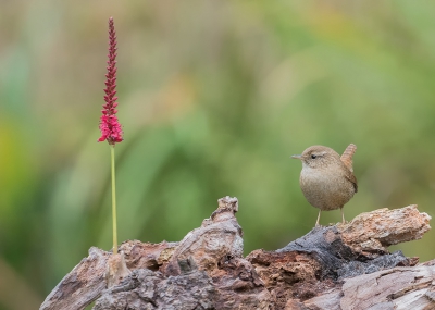 <i class='fa fa-user'></i>&nbsp;Marie-Jos� Boon&nbsp;|   Winterkoning&nbsp; <i class='fa fa-eye'>&nbsp;423</i> &nbsp;<i class='fa fa-thumbs-up'>&nbsp;6</i> &nbsp; <i class='fa fa-comment-o'>&nbsp;6</i>
