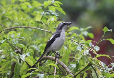 <i class='fa fa-user'></i>&nbsp;Elja&nbsp;|   Mackinnons Klauwier&nbsp; <i class='fa fa-eye'>&nbsp;283</i> &nbsp; <i class='fa fa-comment-o'>&nbsp;1</i>