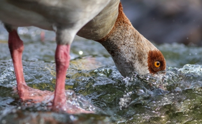 <i class='fa fa-user'></i>&nbsp;Leon Walraven&nbsp;|   Nijlgans&nbsp; <i class='fa fa-eye'>&nbsp;337</i> &nbsp; <i class='fa fa-comment-o'>&nbsp;4</i>