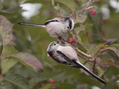 <i class='fa fa-user'></i>&nbsp;Henk Laverman&nbsp;|   Staartmees&nbsp; <i class='fa fa-eye'>&nbsp;480</i> &nbsp;<i class='fa fa-thumbs-up'>&nbsp;6</i> &nbsp; <i class='fa fa-comment-o'>&nbsp;10</i>