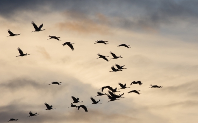 <i class='fa fa-user'></i>&nbsp;Monika&nbsp;|   Kraanvogel&nbsp; <i class='fa fa-eye'>&nbsp;299</i> &nbsp;<i class='fa fa-thumbs-up'>&nbsp;2</i> &nbsp; <i class='fa fa-comment-o'>&nbsp;10</i>