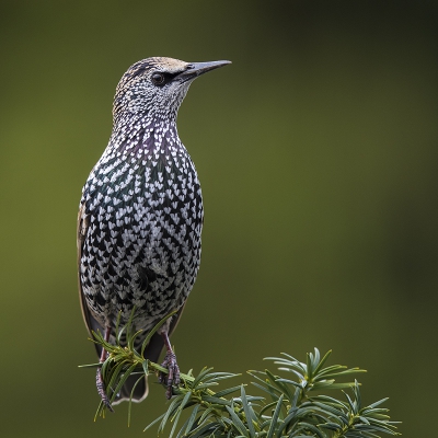 <i class='fa fa-user'></i>&nbsp;Peter Soer&nbsp;|   Spreeuw&nbsp; <i class='fa fa-eye'>&nbsp;577</i> &nbsp;<i class='fa fa-thumbs-up'>&nbsp;11</i> &nbsp; <i class='fa fa-comment-o'>&nbsp;16</i>