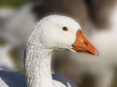 Witte gans uit ons park de afstand was ca 25 meter zonnig weer.