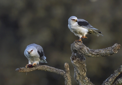 <i class='fa fa-user'></i>&nbsp;Henk Laverman&nbsp;|   Grijze Wouw&nbsp; <i class='fa fa-eye'>&nbsp;543</i> &nbsp;<i class='fa fa-thumbs-up'>&nbsp;8</i> &nbsp; <i class='fa fa-comment-o'>&nbsp;10</i>