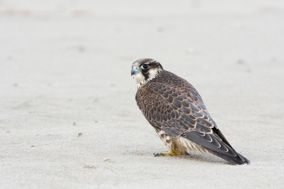 <i class='fa fa-user'></i>&nbsp;Jaap Vink&nbsp;|   Slechtvalk&nbsp; <i class='fa fa-eye'>&nbsp;540</i> &nbsp;<i class='fa fa-thumbs-up'>&nbsp;8</i> &nbsp; <i class='fa fa-comment-o'>&nbsp;14</i>