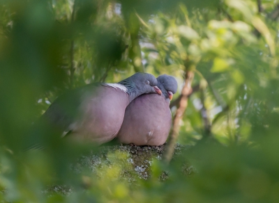 <i class='fa fa-user'></i>&nbsp;pietwil&nbsp;|   Houtduif&nbsp; <i class='fa fa-eye'>&nbsp;369</i> &nbsp; <i class='fa fa-comment-o'>&nbsp;5</i>