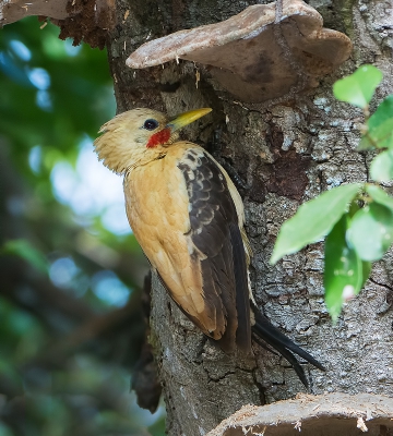 <i class='fa fa-user'></i>&nbsp;martin lok&nbsp;|   Strogele Specht&nbsp; <i class='fa fa-eye'>&nbsp;378</i> &nbsp; <i class='fa fa-comment-o'>&nbsp;4</i>