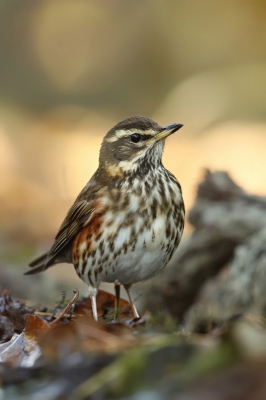 <i class='fa fa-user'></i>&nbsp;Frank Kremer&nbsp;|   Koperwiek&nbsp; <i class='fa fa-eye'>&nbsp;648</i> &nbsp;<i class='fa fa-thumbs-up'>&nbsp;8</i> &nbsp; <i class='fa fa-comment-o'>&nbsp;13</i>