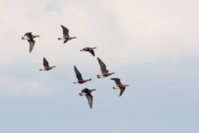 Vorige week op Schiermonnikoog deze groep roodhalsganzen binnen zien vliegen. Grote groep voor ons land, best bijzonder hoorde ik.