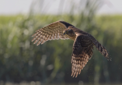 <i class='fa fa-user'></i>&nbsp;Henk Laverman&nbsp;|   Havik&nbsp; <i class='fa fa-eye'>&nbsp;507</i> &nbsp;<i class='fa fa-thumbs-up'>&nbsp;1</i> &nbsp; <i class='fa fa-comment-o'>&nbsp;6</i>