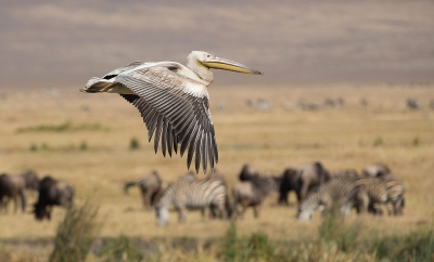 <i class='fa fa-user'></i>&nbsp;Jan van der Linden&nbsp;|   Roze Pelikaan&nbsp; <i class='fa fa-eye'>&nbsp;470</i> &nbsp;<i class='fa fa-thumbs-up'>&nbsp;6</i> &nbsp; <i class='fa fa-comment-o'>&nbsp;9</i>