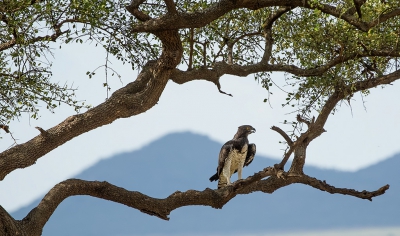 <i class='fa fa-user'></i>&nbsp;Jan van der Linden&nbsp;|   Vechtarend&nbsp; <i class='fa fa-eye'>&nbsp;506</i> &nbsp;<i class='fa fa-thumbs-up'>&nbsp;2</i> &nbsp; <i class='fa fa-comment-o'>&nbsp;6</i>