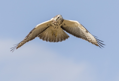 Deze blonde Buizerd bleef steeds een beetje op de zelfde plaats hangen.
Veel mooie foto's van kunnen maken.
Deze houding sprak mij wel erg aan.