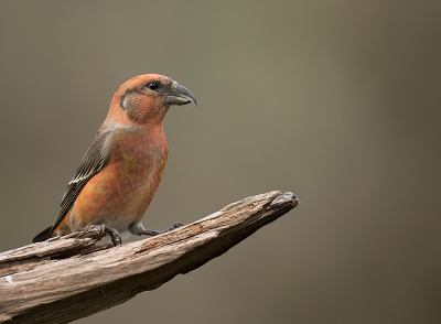 <i class='fa fa-user'></i>&nbsp;Wilfried Solarz&nbsp;|   Kruisbek&nbsp; <i class='fa fa-eye'>&nbsp;621</i> &nbsp;<i class='fa fa-thumbs-up'>&nbsp;12</i> &nbsp; <i class='fa fa-comment-o'>&nbsp;14</i>