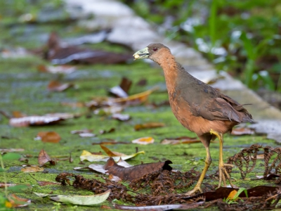 <i class='fa fa-user'></i>&nbsp;Paul van Giersbergen&nbsp;|   Sulawesiwaterhoen&nbsp; <i class='fa fa-eye'>&nbsp;216</i> &nbsp; <i class='fa fa-comment-o'>&nbsp;1</i>
