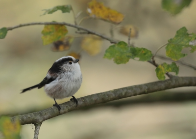 <i class='fa fa-user'></i>&nbsp;loek van de Leur&nbsp;|   Staartmees&nbsp; <i class='fa fa-eye'>&nbsp;264</i> &nbsp;<i class='fa fa-thumbs-up'>&nbsp;1</i> &nbsp; <i class='fa fa-comment-o'>&nbsp;5</i>