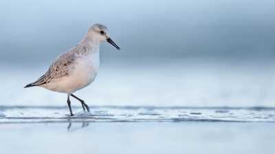 <i class='fa fa-user'></i>&nbsp;Peter Stam&nbsp;|   Drieteenstrandloper&nbsp; <i class='fa fa-eye'>&nbsp;414</i> &nbsp;<i class='fa fa-thumbs-up'>&nbsp;4</i> &nbsp; <i class='fa fa-comment-o'>&nbsp;11</i>