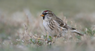 <i class='fa fa-user'></i>&nbsp;thijsglastra&nbsp;|   Grote Barmsijs&nbsp; <i class='fa fa-eye'>&nbsp;872</i> &nbsp;<i class='fa fa-thumbs-up'>&nbsp;26</i> &nbsp; <i class='fa fa-comment-o'>&nbsp;22</i>