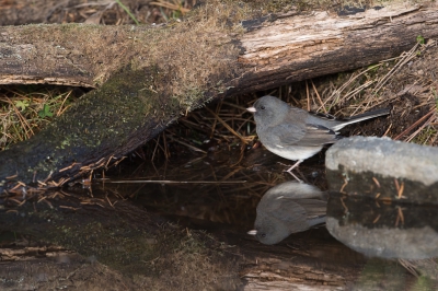 <i class='fa fa-user'></i>&nbsp;jan Luit&nbsp;|   Grijze Junco&nbsp; <i class='fa fa-eye'>&nbsp;404</i> &nbsp; <i class='fa fa-comment-o'>&nbsp;4</i>