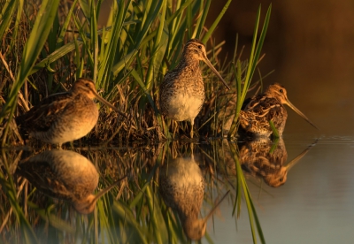 <i class='fa fa-user'></i>&nbsp;keesvanderklauw&nbsp;|   Watersnip&nbsp; <i class='fa fa-eye'>&nbsp;564</i> &nbsp;<i class='fa fa-thumbs-up'>&nbsp;14</i> &nbsp; <i class='fa fa-comment-o'>&nbsp;14</i>