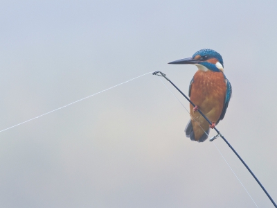 <i class='fa fa-user'></i>&nbsp;JHR&nbsp;|   IJsvogel&nbsp; <i class='fa fa-eye'>&nbsp;378</i> &nbsp;<i class='fa fa-thumbs-up'>&nbsp;9</i> &nbsp; <i class='fa fa-comment-o'>&nbsp;8</i>