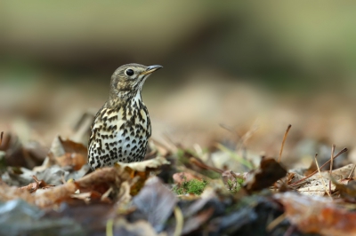 <i class='fa fa-user'></i>&nbsp;Frank Kremer&nbsp;|   Zanglijster&nbsp; <i class='fa fa-eye'>&nbsp;400</i> &nbsp;<i class='fa fa-thumbs-up'>&nbsp;2</i> &nbsp; <i class='fa fa-comment-o'>&nbsp;6</i>