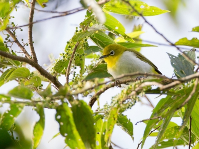 <i class='fa fa-user'></i>&nbsp;Paul van Giersbergen&nbsp;|   Bergbrilvogel&nbsp; <i class='fa fa-eye'>&nbsp;207</i> &nbsp; <i class='fa fa-comment-o'>&nbsp;1</i>