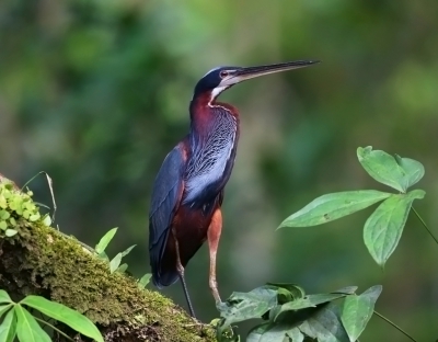 <i class='fa fa-user'></i>&nbsp;Theo Hendriks&nbsp;|   Agamireiger&nbsp; <i class='fa fa-eye'>&nbsp;306</i> &nbsp;<i class='fa fa-thumbs-up'>&nbsp;2</i> &nbsp; <i class='fa fa-comment-o'>&nbsp;5</i>