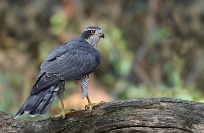 <i class='fa fa-user'></i>&nbsp;thijsglastra&nbsp;|   Havik&nbsp; <i class='fa fa-eye'>&nbsp;299</i> &nbsp;<i class='fa fa-thumbs-up'>&nbsp;1</i> &nbsp; <i class='fa fa-comment-o'>&nbsp;7</i>